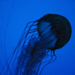 2025157期开奖结果公布,幸运号码震撼揭晓 9tw7v16ul