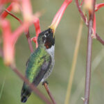 2025184期开奖结果最新公布与详细分析 c02b9