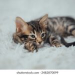 2025242期最新3D开奖结果已公布完整号码查询 yqkx50j